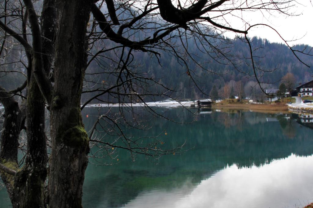 Baum am Hintersteiner See.jpg - Baum am Hintersteiner See